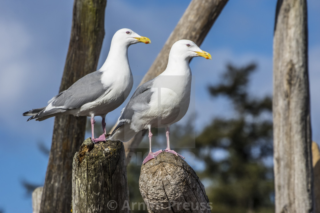 "Seagulls" stock image