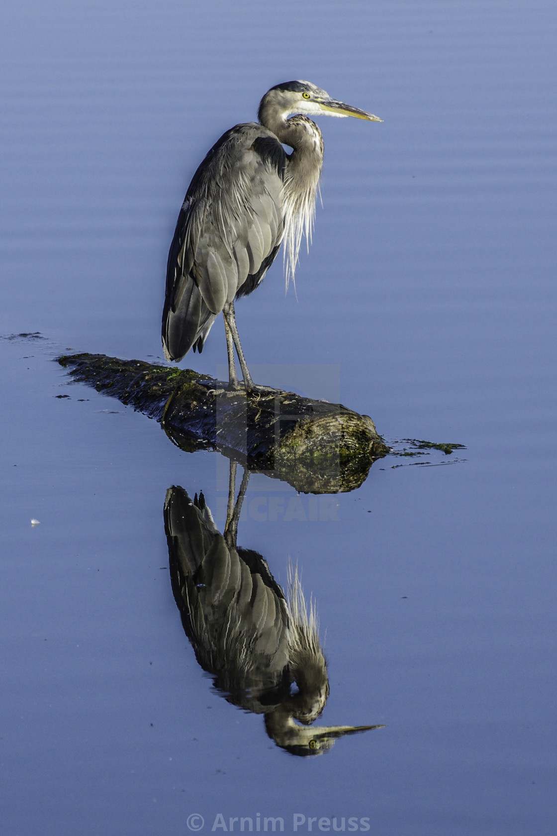 "Mirror Image" stock image