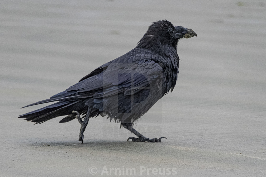 "Raven Royalty" stock image