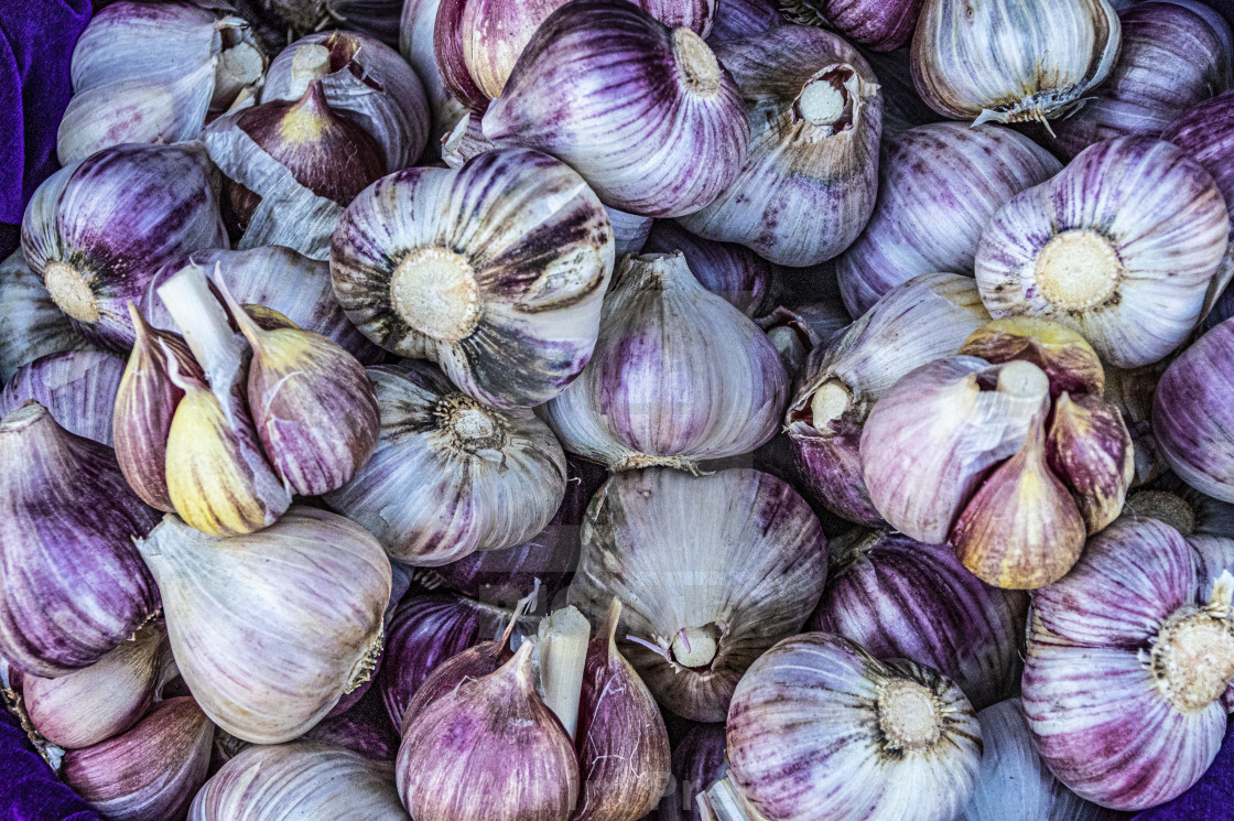 "Garlic" stock image