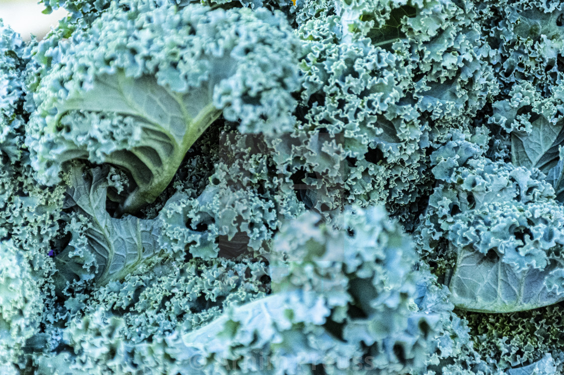 "Kale" stock image