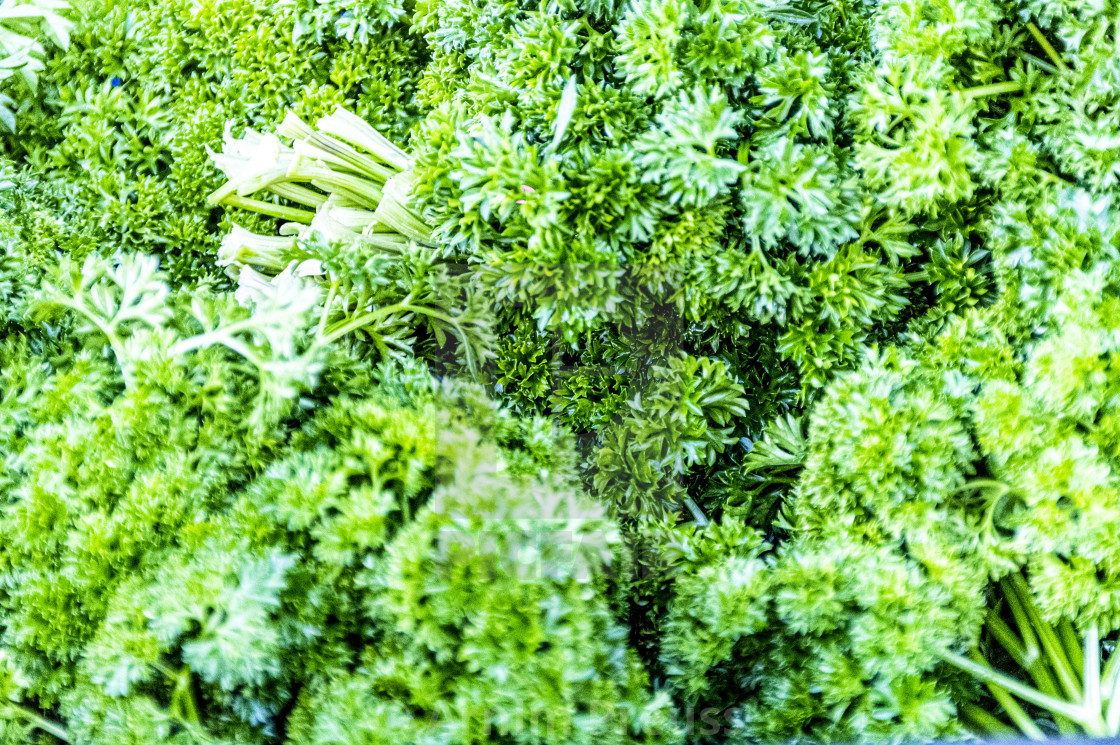 "Parsley" stock image