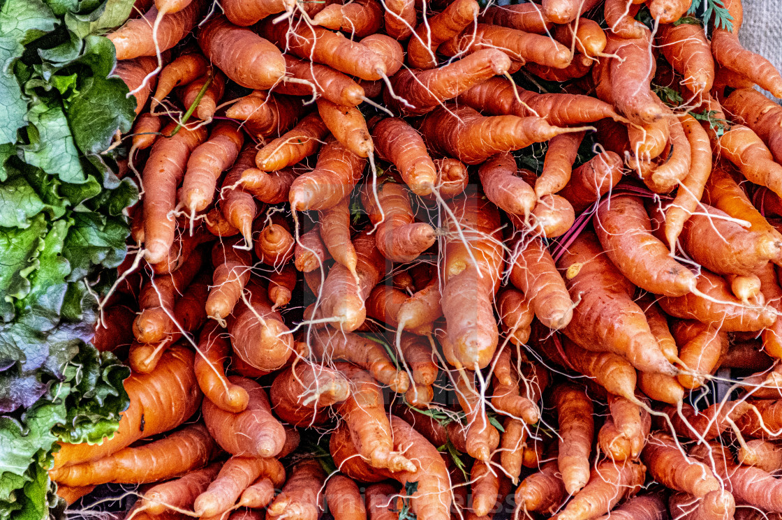 "Carrots" stock image