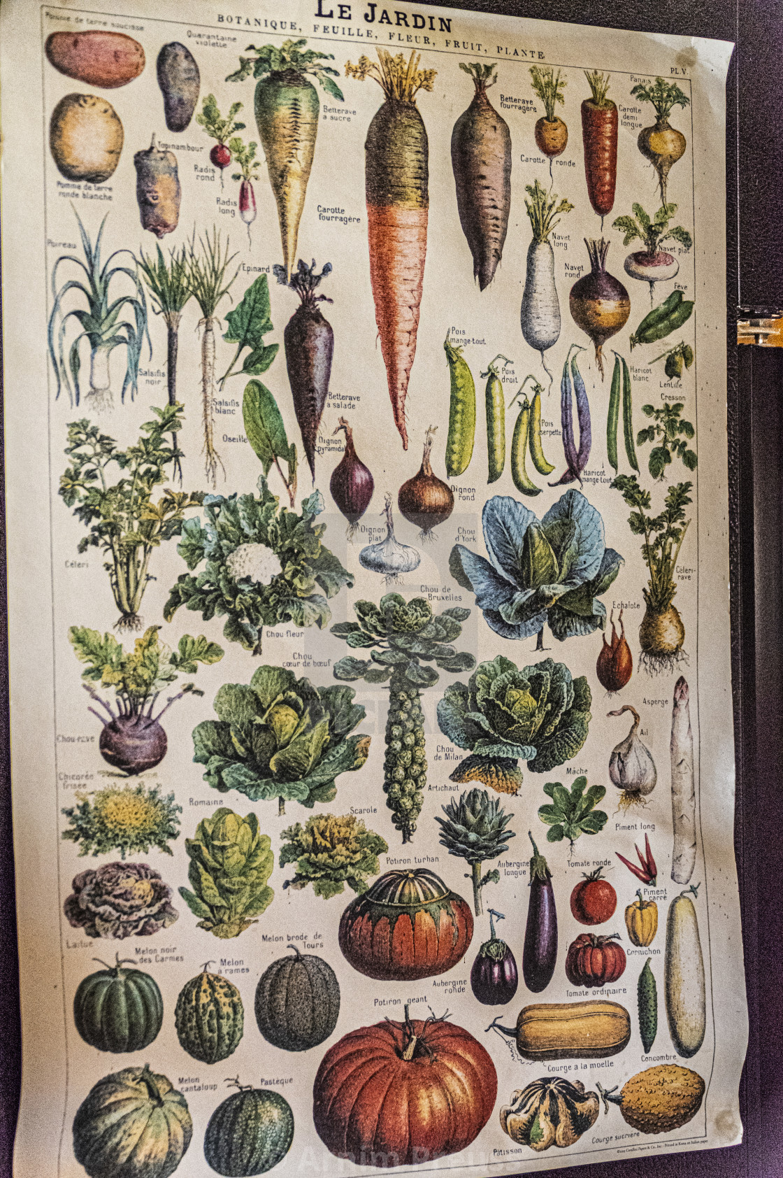 "Vegetable Poster" stock image