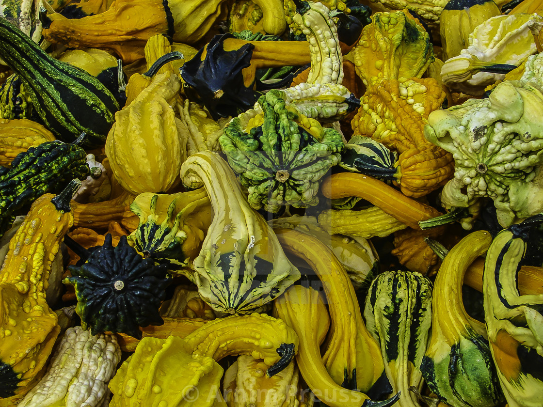 "Gourds" stock image