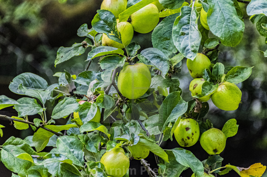 "Apples" stock image