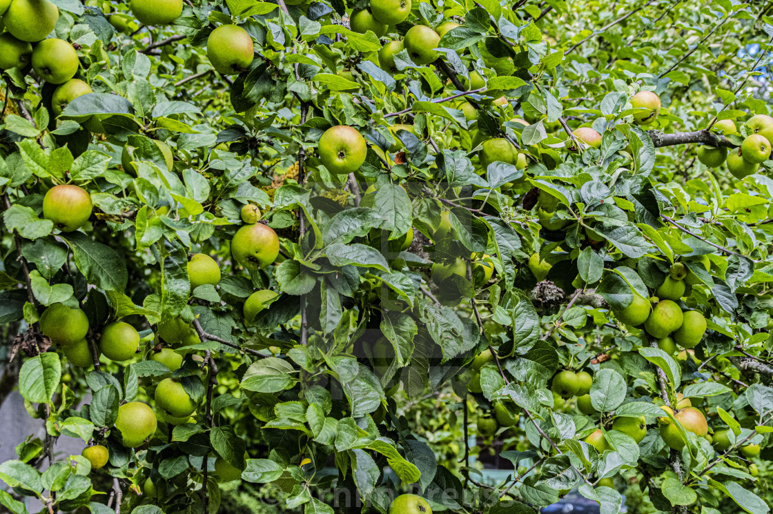 "Apples" stock image