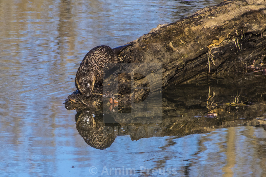 "River Otter" stock image