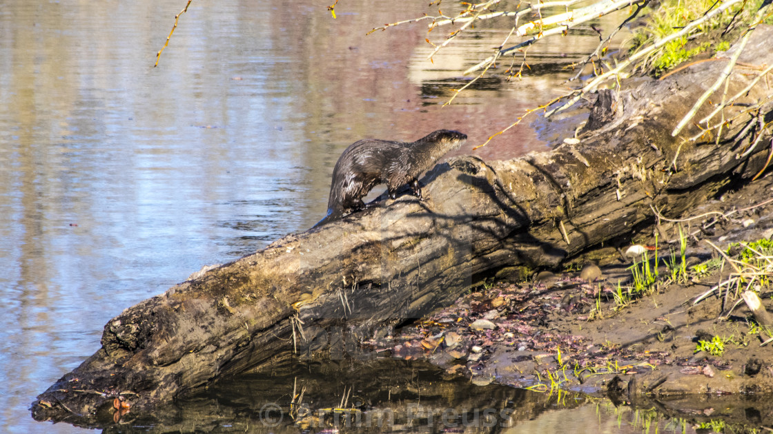 "River Otter" stock image