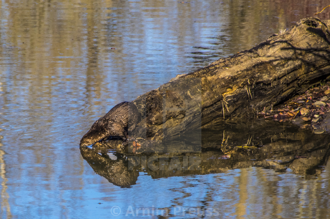 "River Otter" stock image