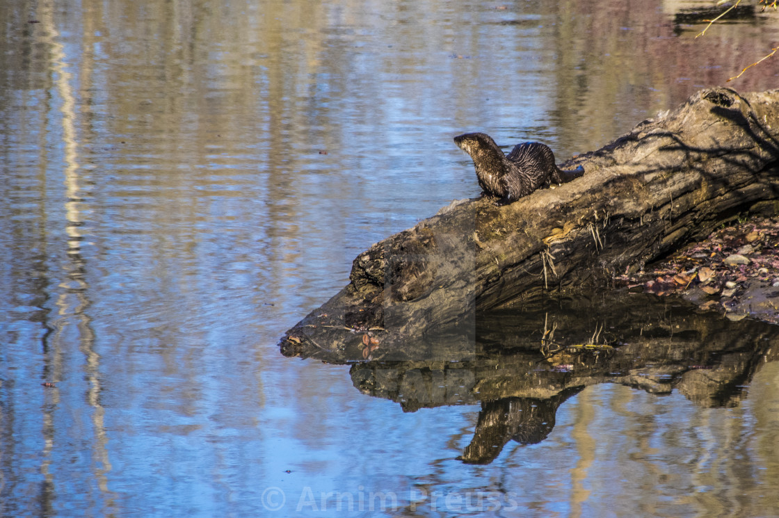 "River Otter" stock image