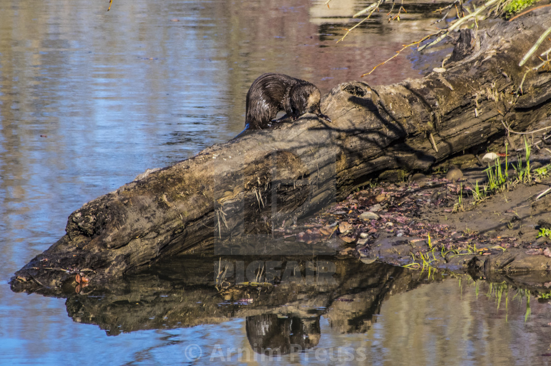 "River Otter" stock image