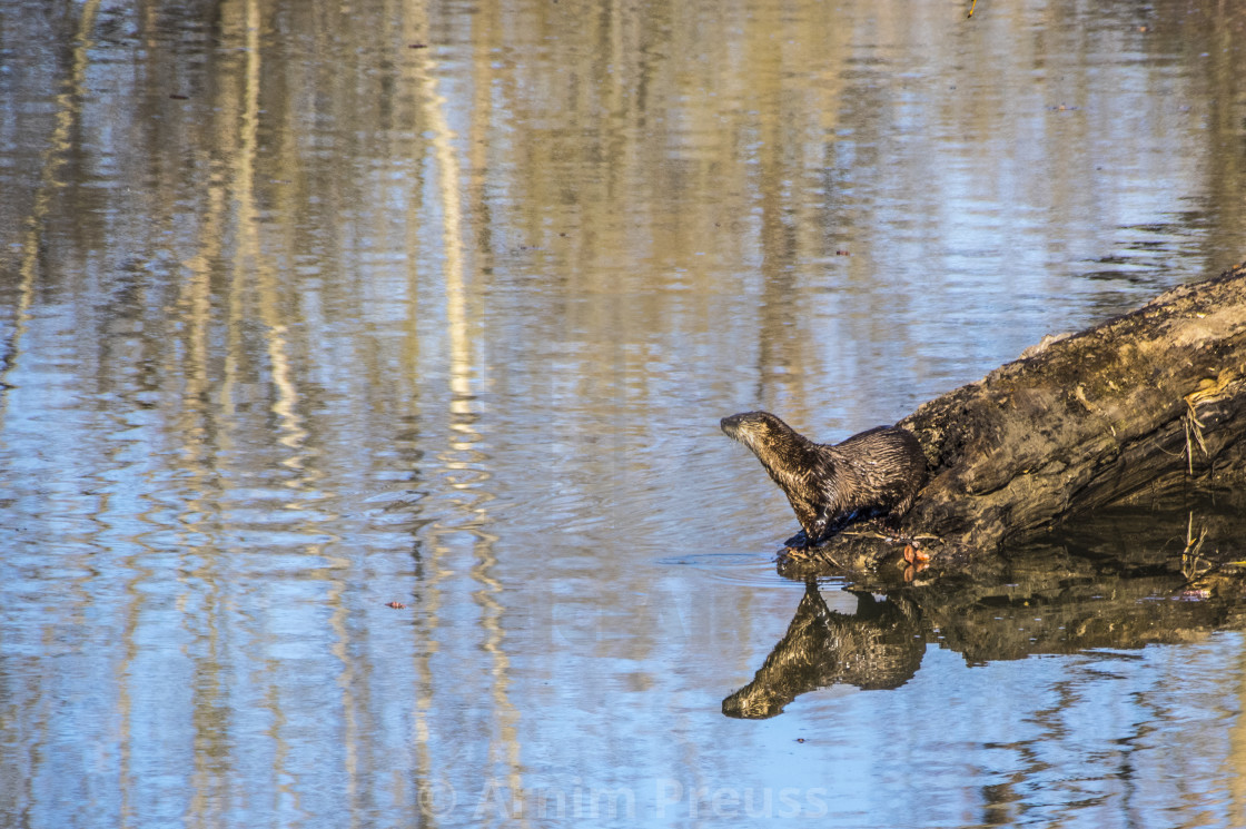 "River Otter" stock image