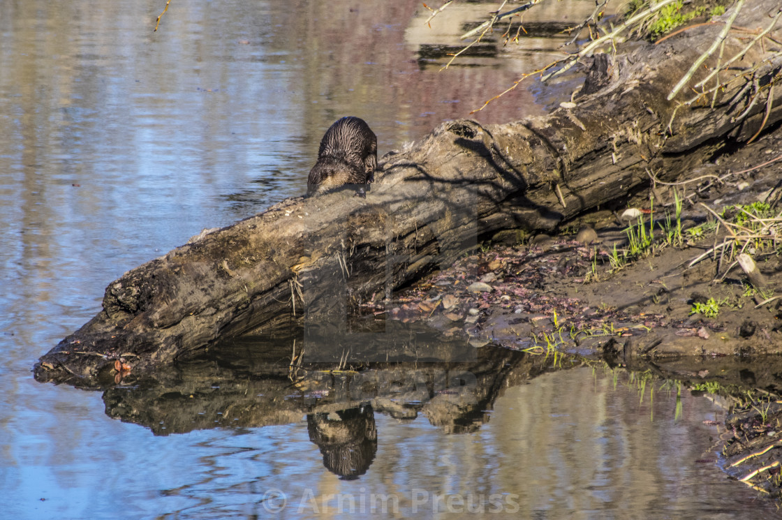 "River Otter" stock image