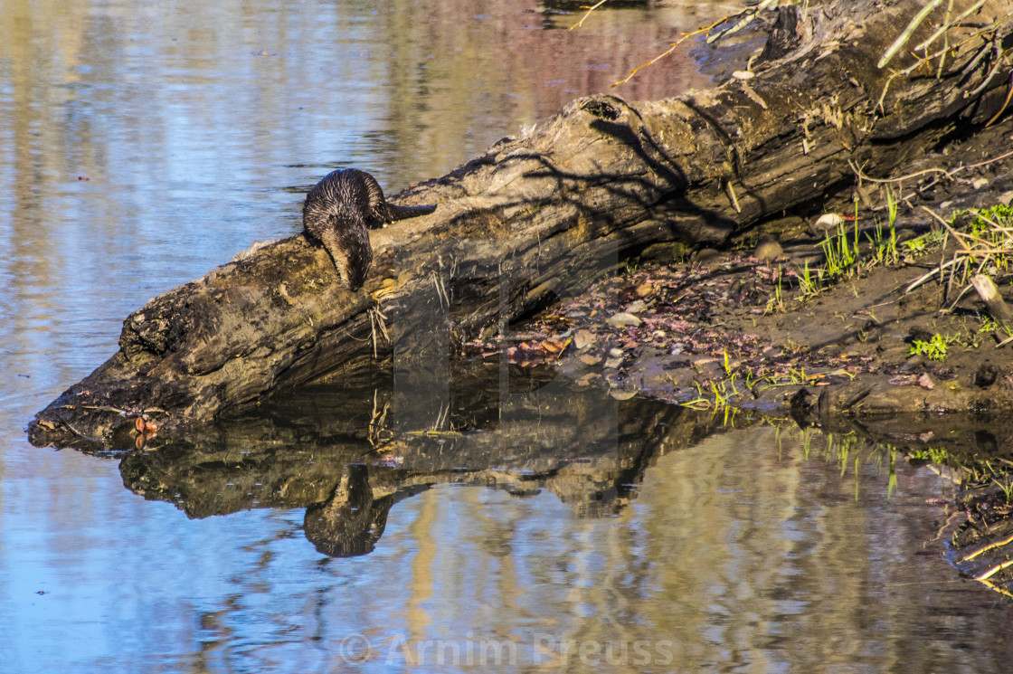 "River Otter" stock image