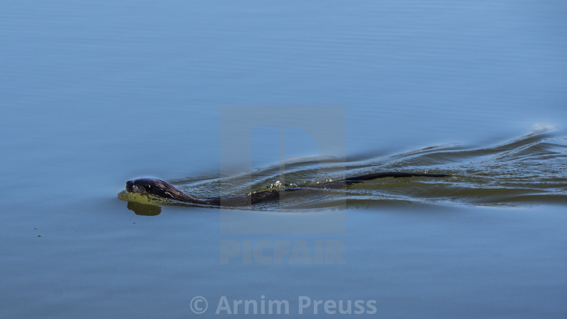 "River Otter" stock image