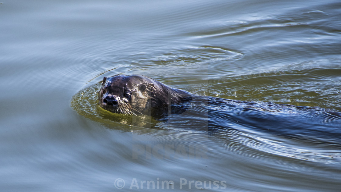 "River Otter" stock image