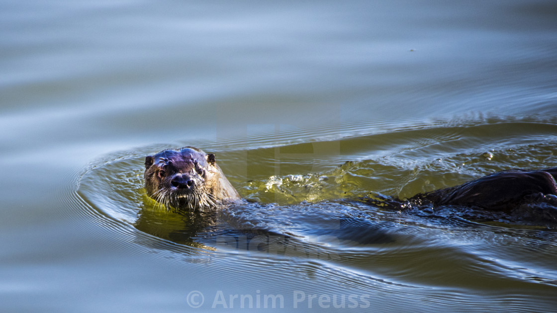 "River Otter" stock image