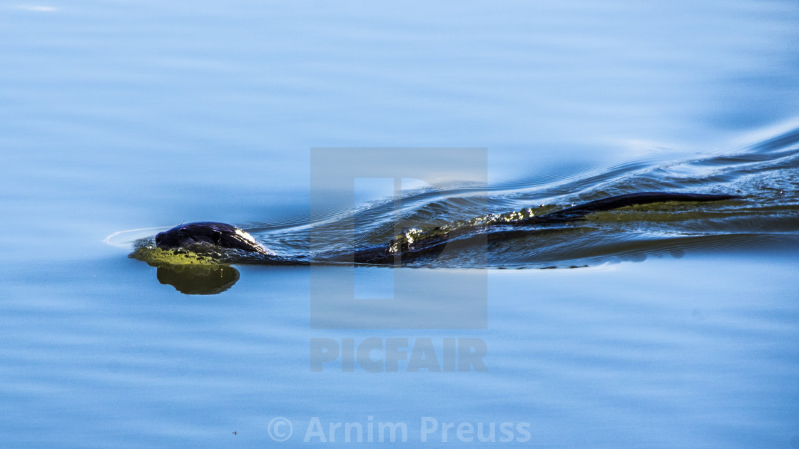 "River Otter" stock image