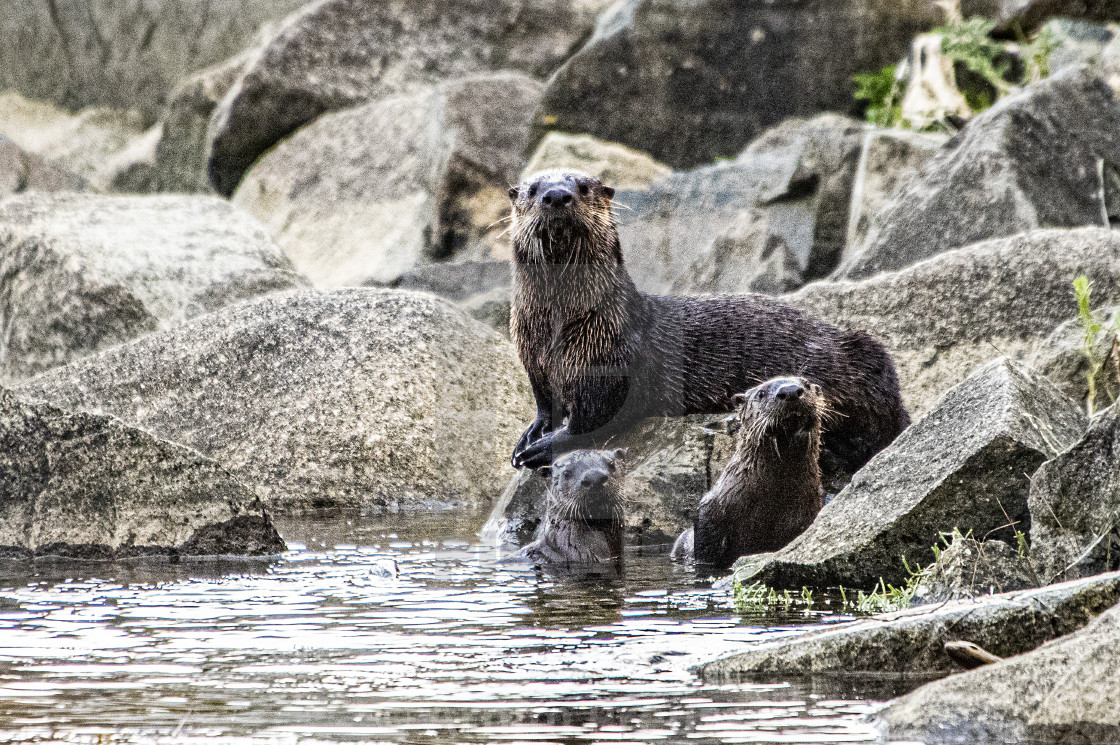 "River Otter" stock image