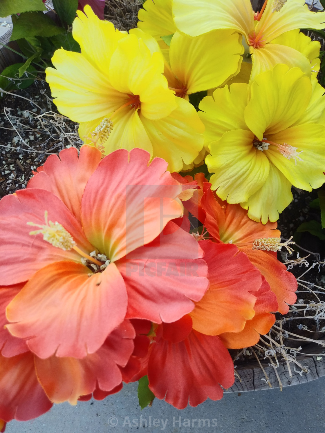 "Orange-Red and Yellow Hibiscus Flowers" by Ashley Harms - $38.97 "Orange-Red and Yellow Hibiscus Flowers" stock image