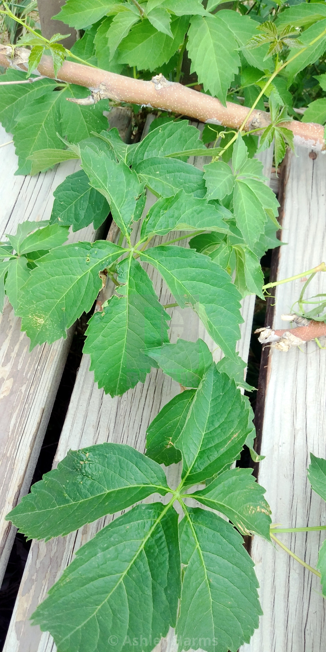 "Grapevines in my backyard" by Ashley Harms - $38.97 "Grapevines in my backyard" stock image
