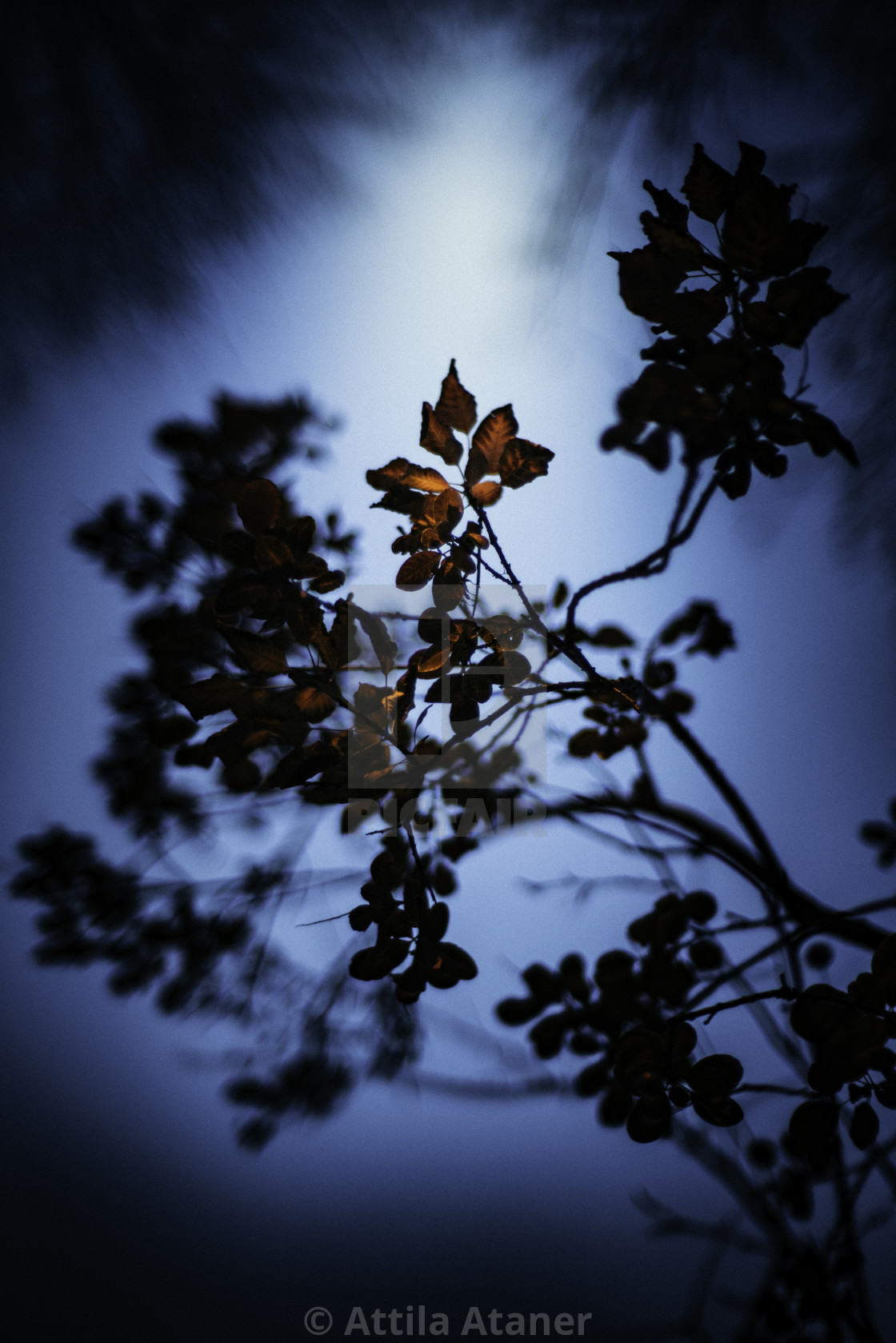 "Autumn Light (1)" stock image