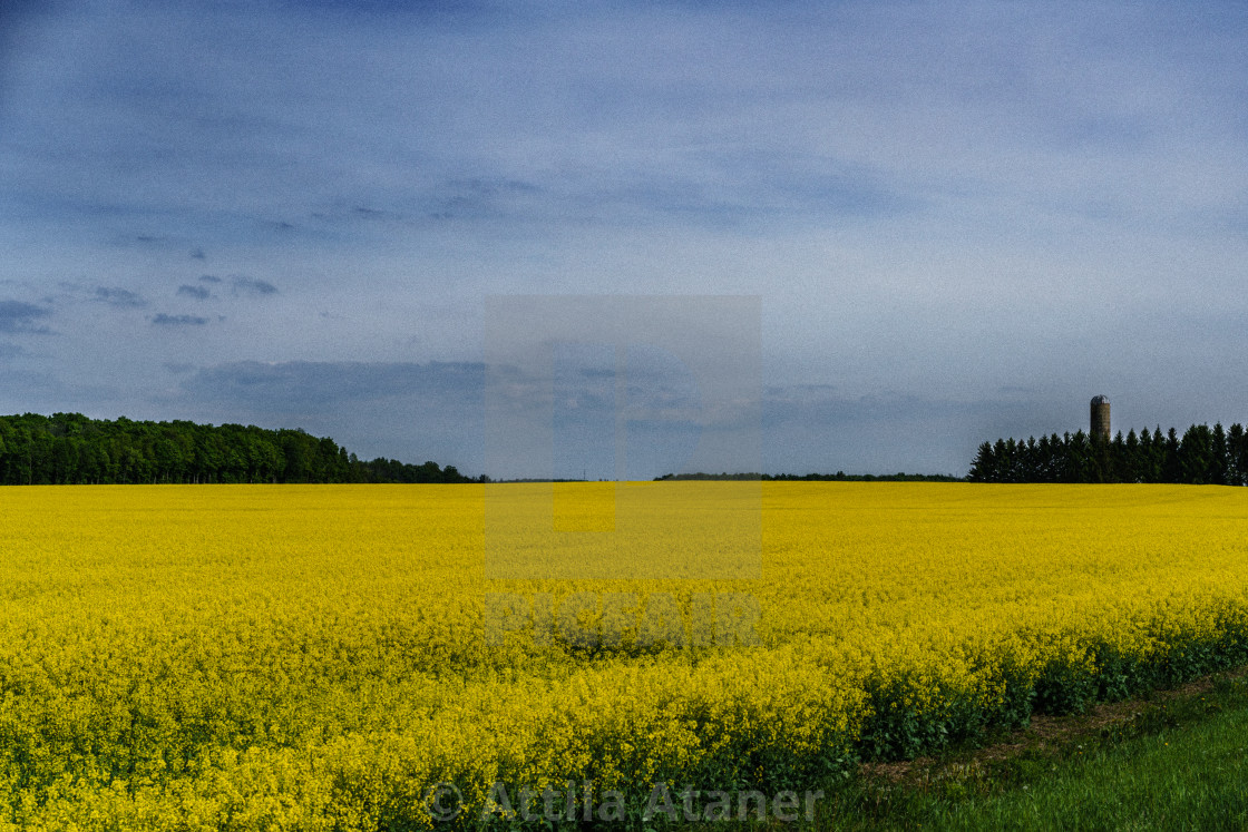 "Mustard/Yellow Coloured Farm Fields" stock image