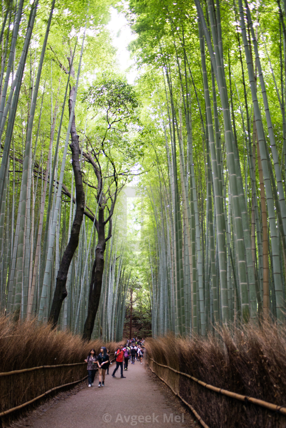 Arashiyama Bamboo Forest Kyoto Japan License Download Or Print For 12 39 Photos Picfair