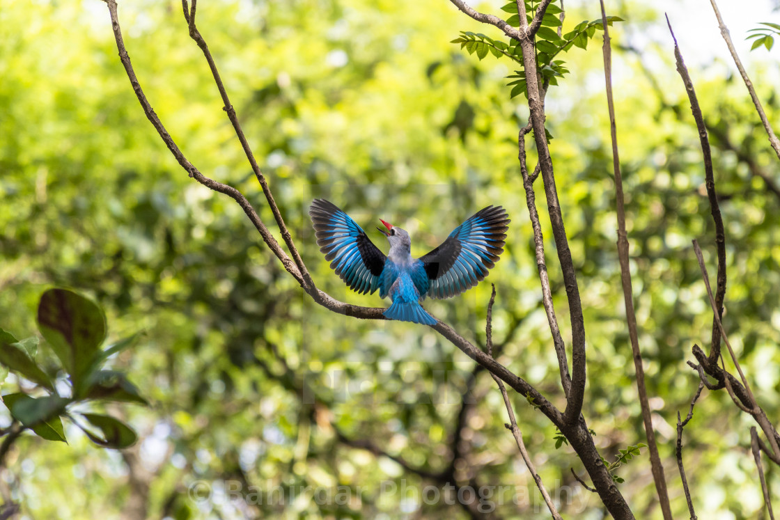 "A Woodland Kingfisher displays its colorful wings while calling for a mate" stock image