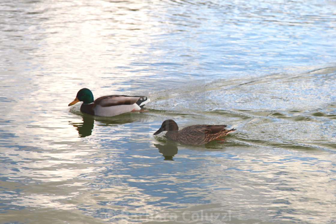 "A couple of wild ducks" stock image