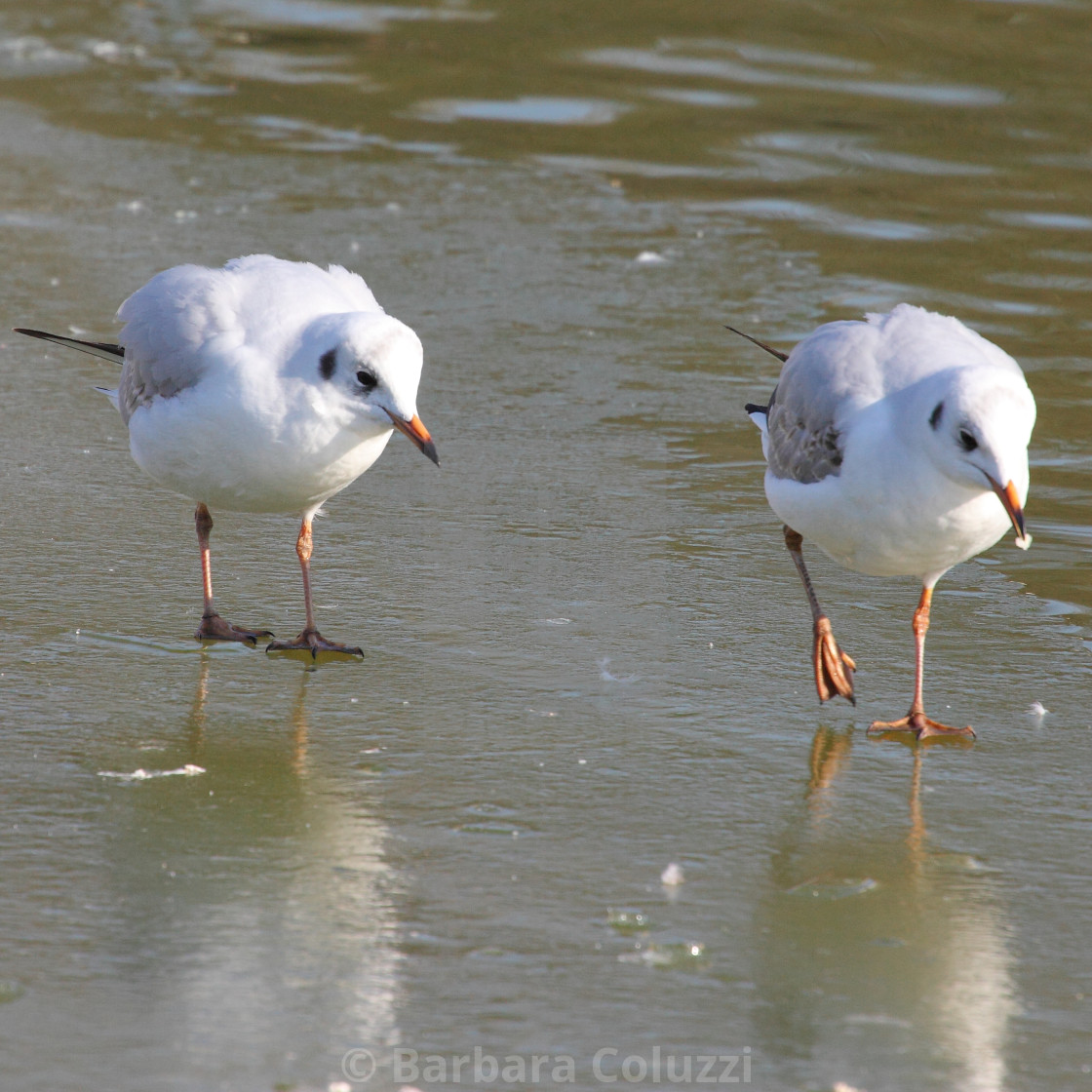 "Two walking seagulls" stock image