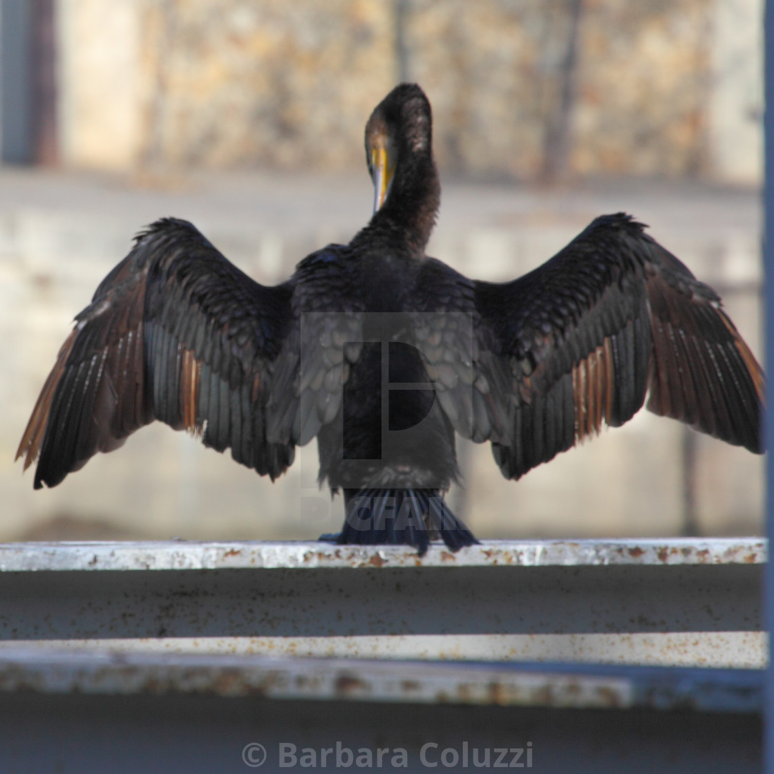 "An elegant cormorant" stock image