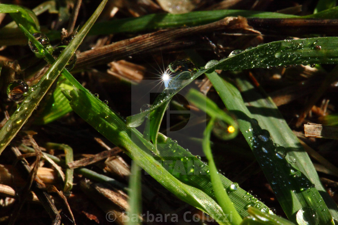 "Drew and reflections" stock image