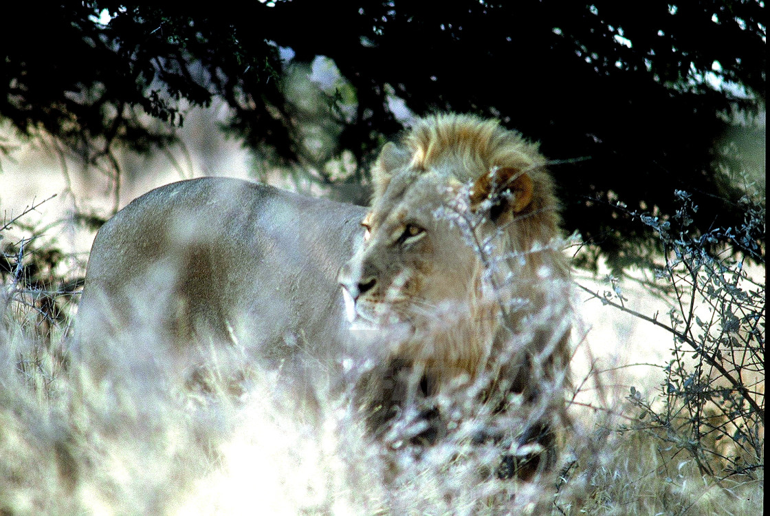 "A lion in the Kalahari desert a)" stock image