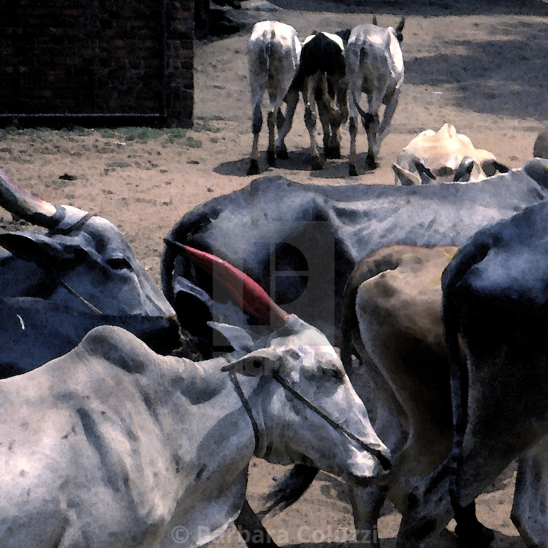 "Kerala, 1996: Cows" stock image