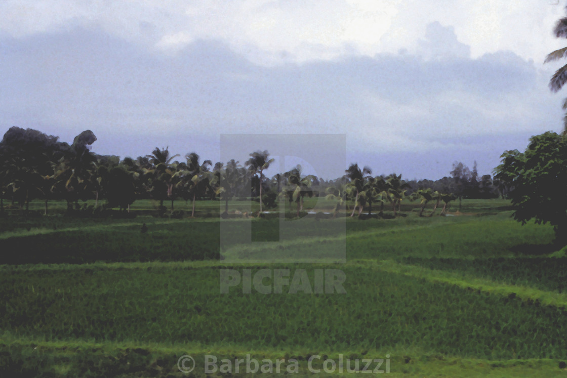 "Kerala, 1996: A plantation near the sea" stock image