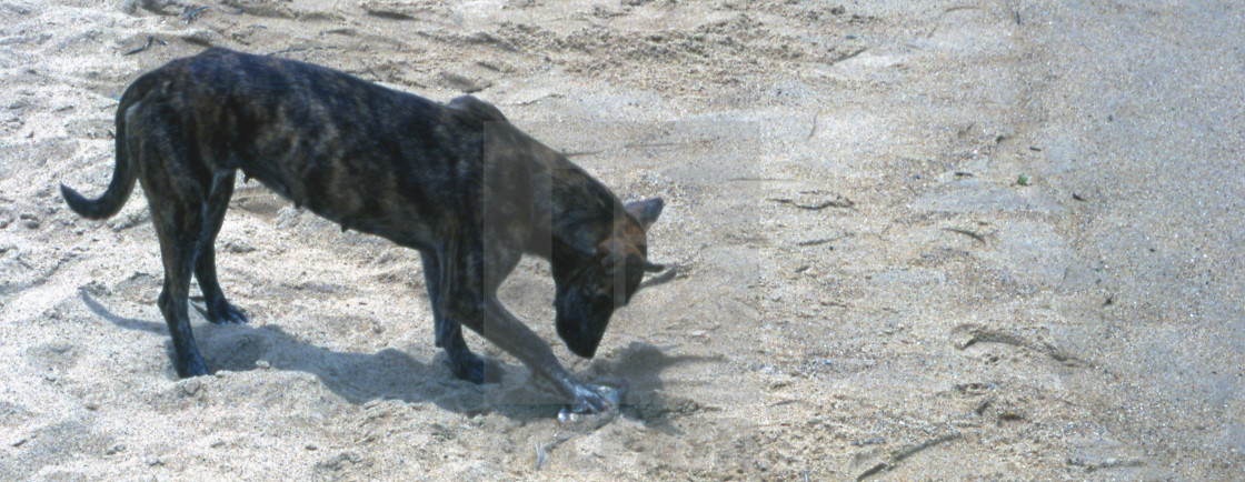 "Goa, 1996: A stray dog on the beach" stock image