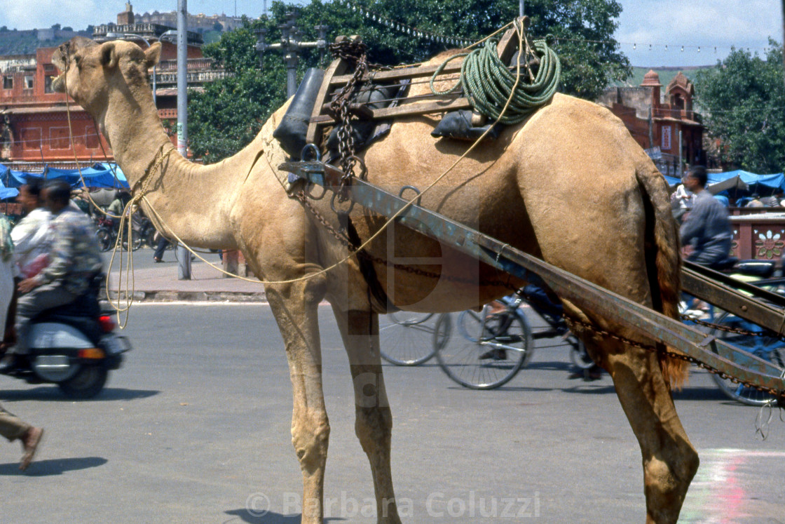 "Jaipur, 1996: A camel in the town" stock image