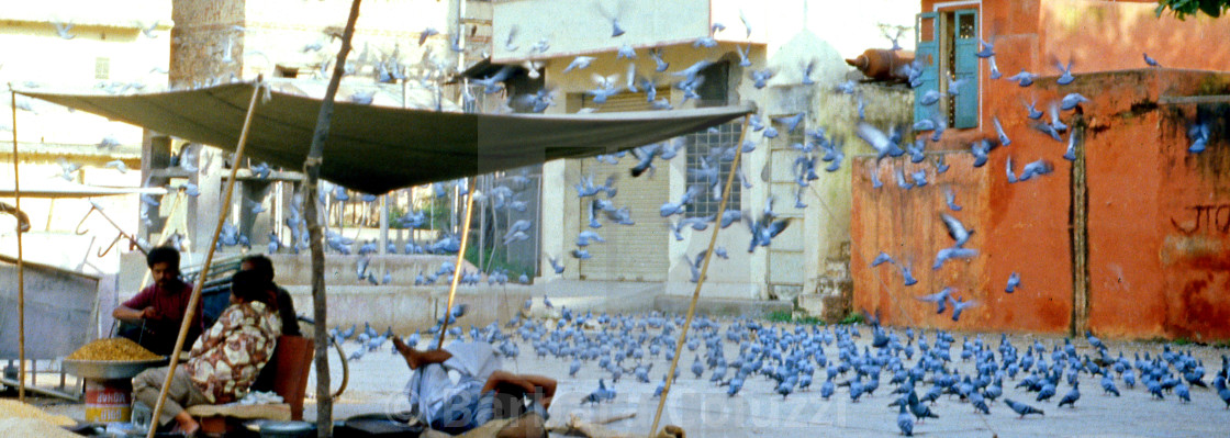 "Jaipur, 1996: People and pigeons" stock image