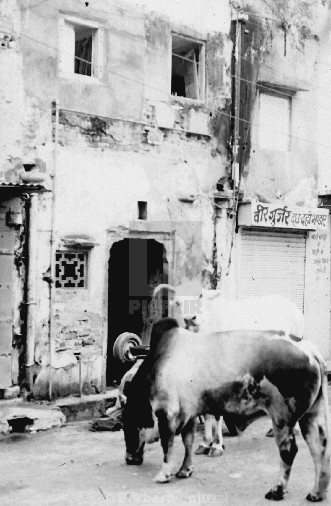 "Jaipur, 1996: Two cows in an alley" stock image