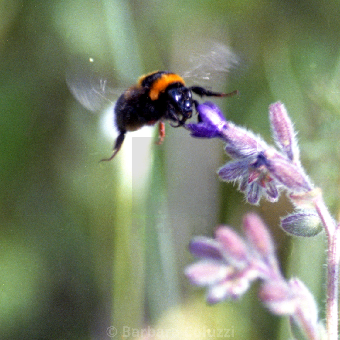 "A bumble bee" stock image