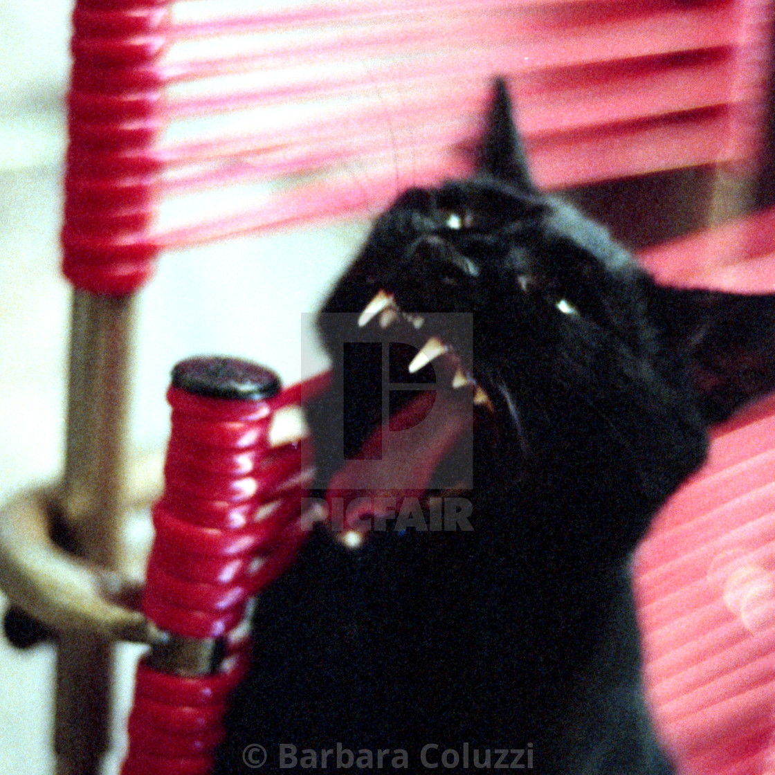 "Yawn of black cat" stock image