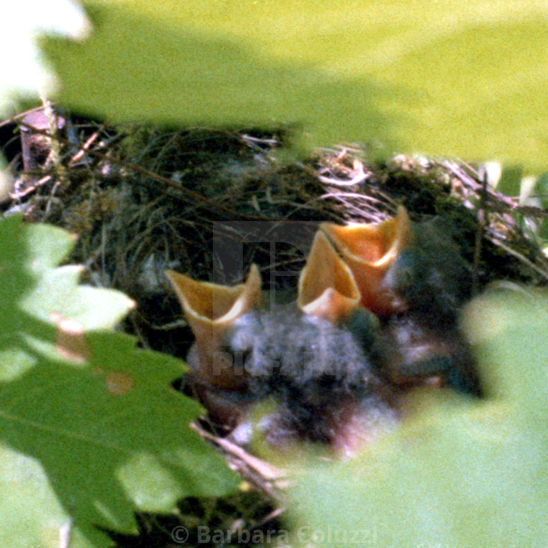 "Open beaks between vine leaves" stock image