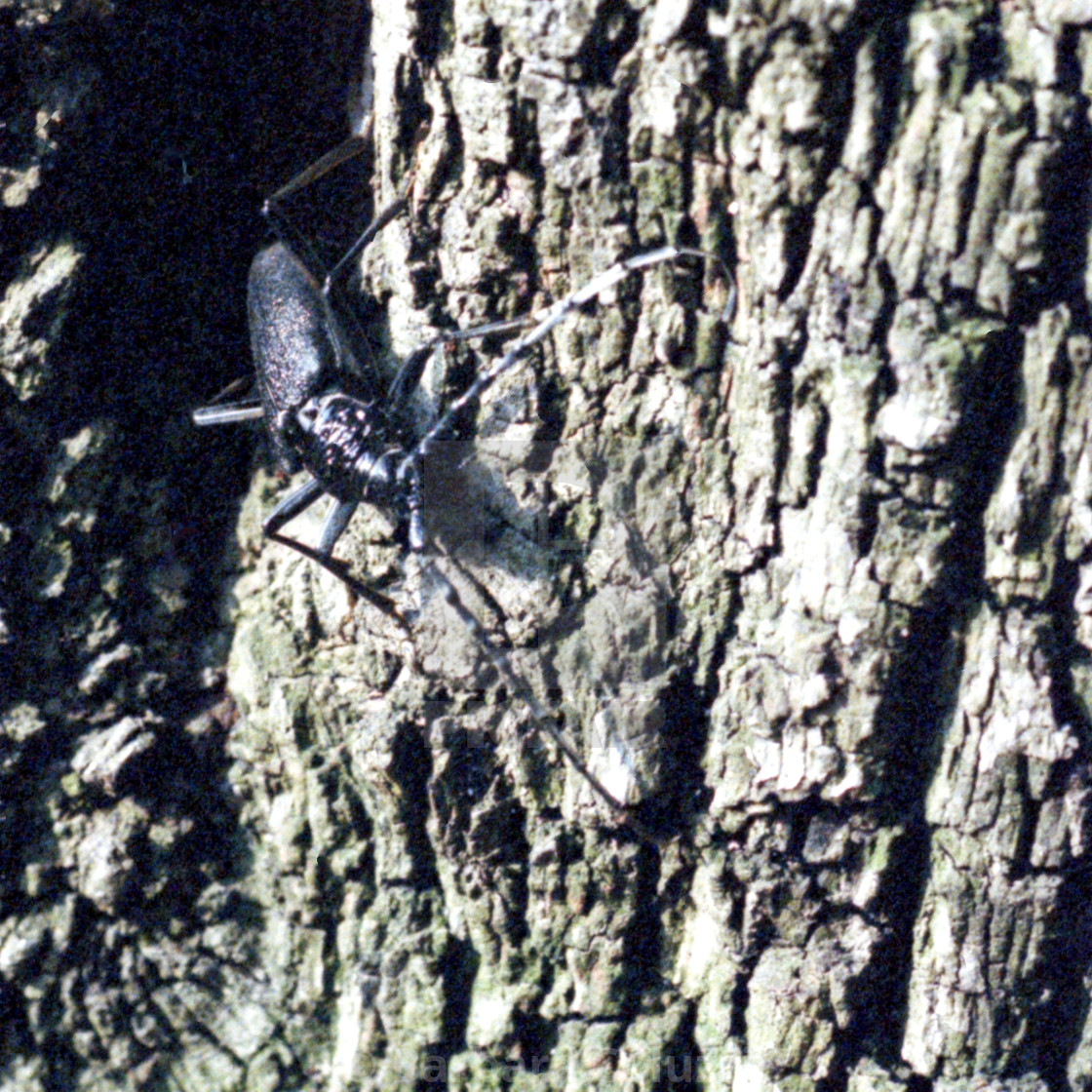 "A longhorn beetle" stock image