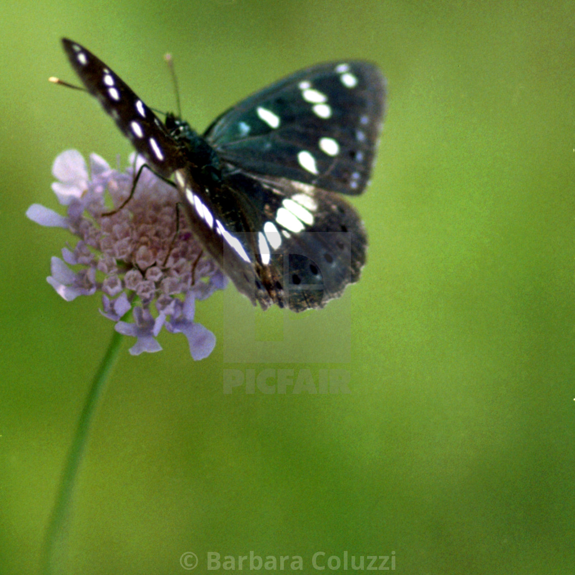 "A white admiral butterfly" stock image