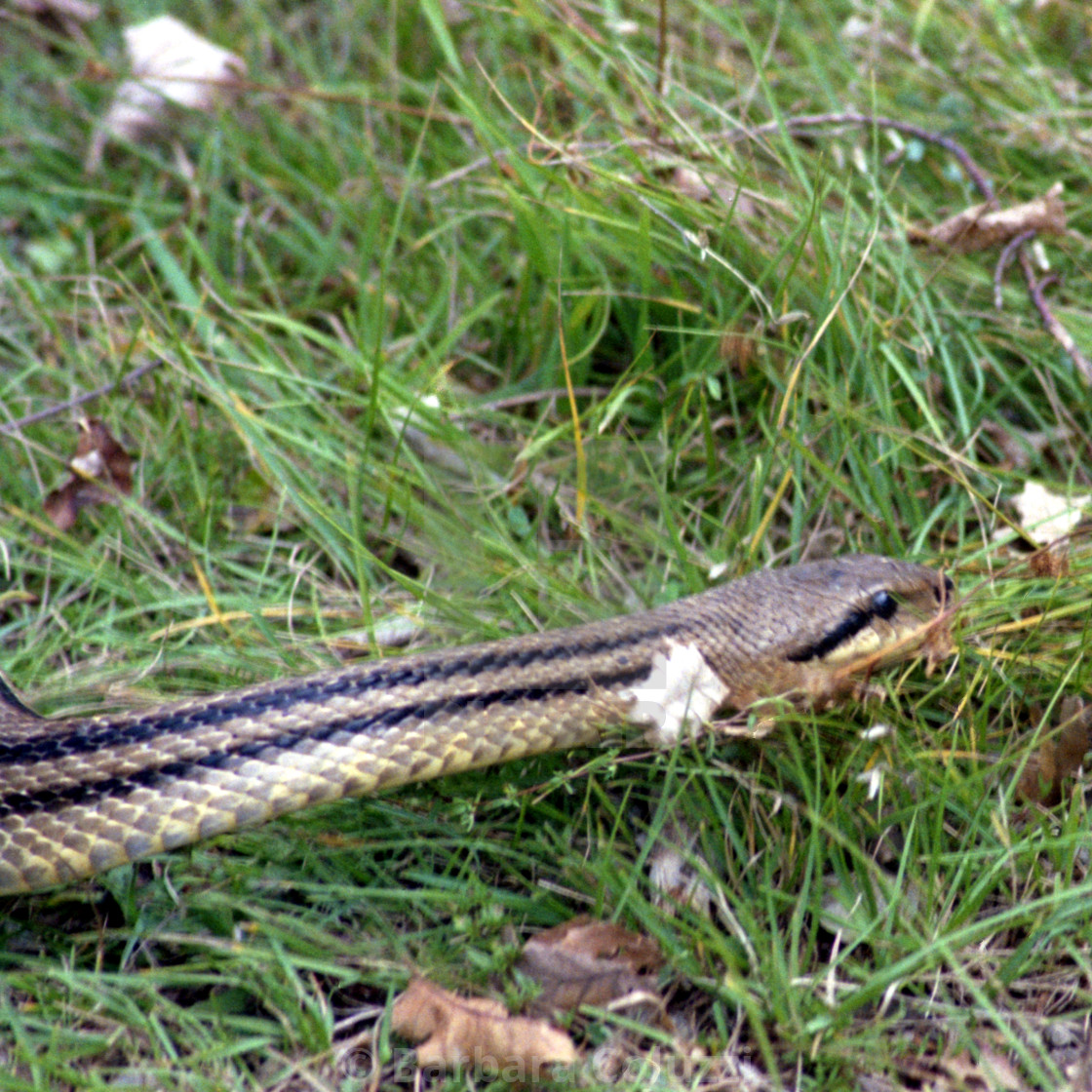 "A four-lined snake" stock image