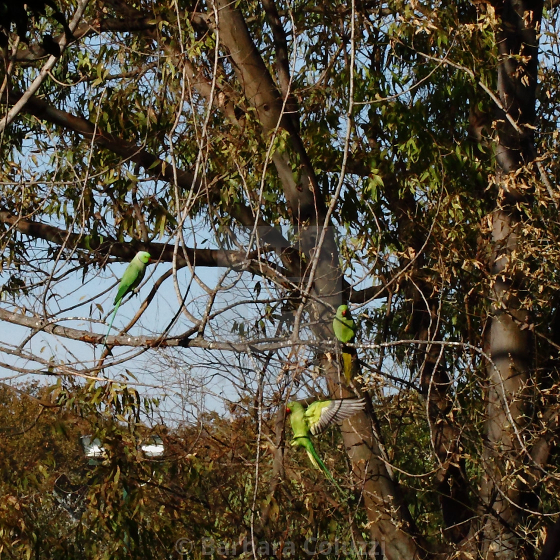 "Little parrots" stock image