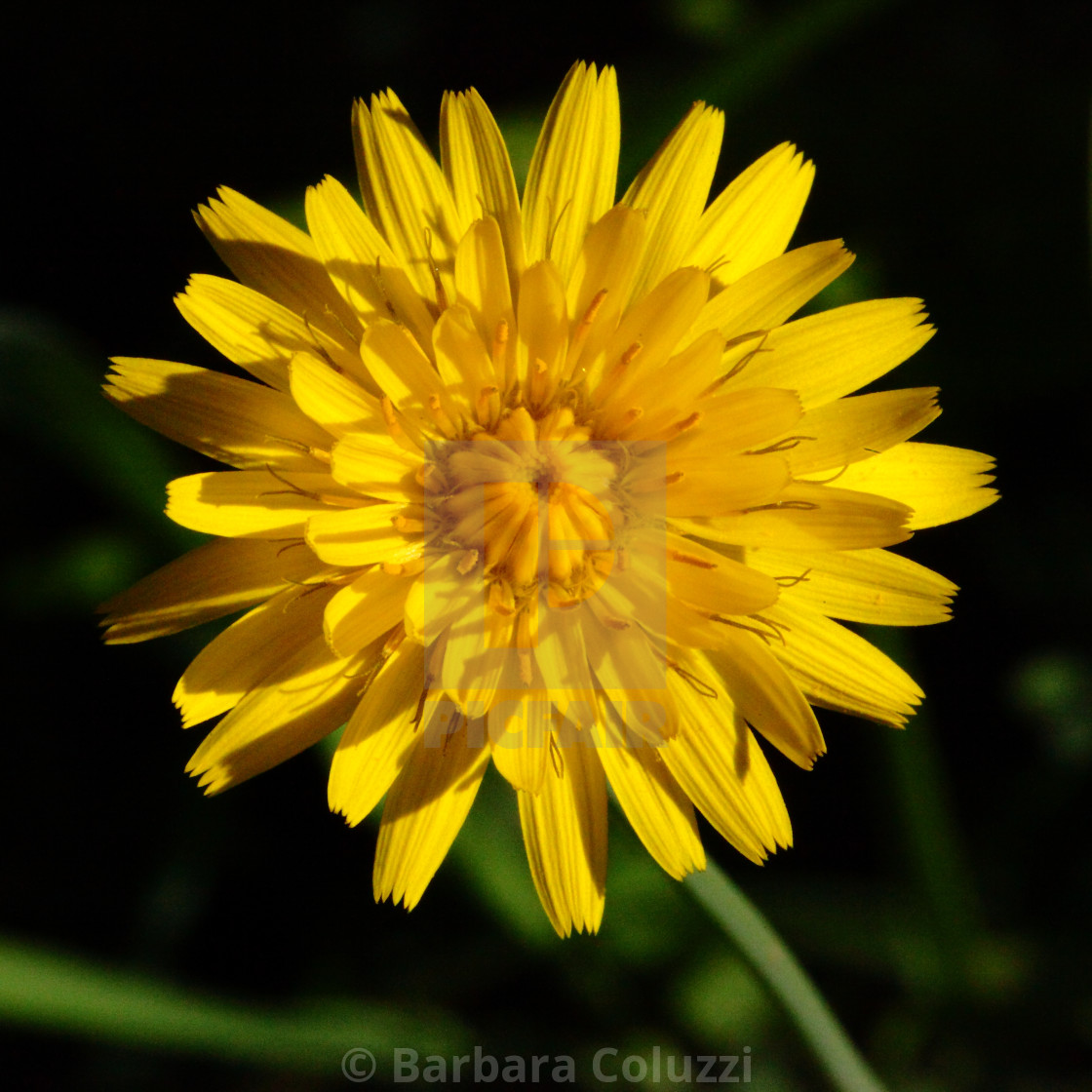 "A gerbera daisy" stock image