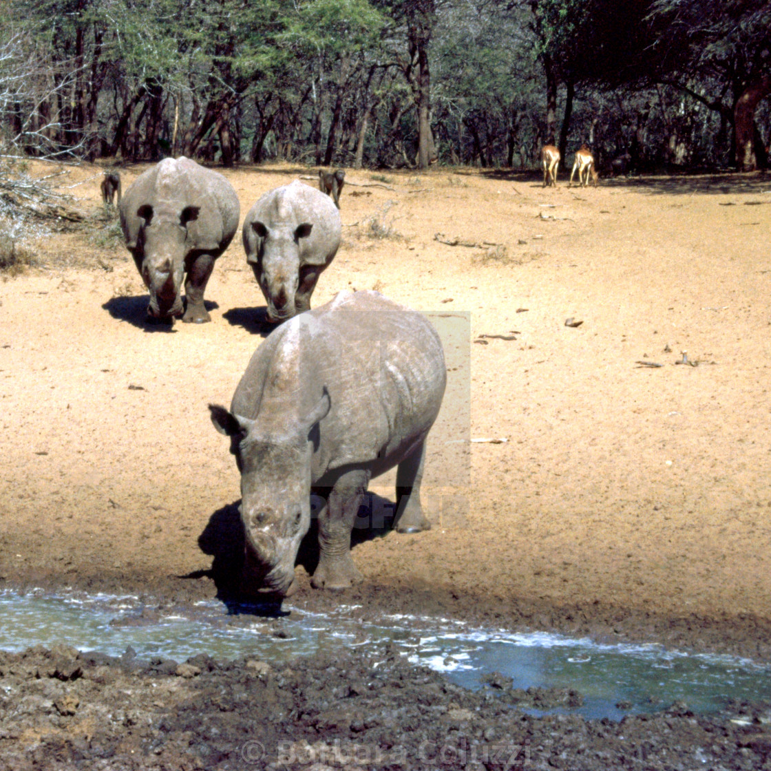 "A group of rhinos that is approaching" stock image